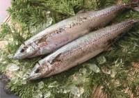 播磨灘の旬魚を直送！回転寿司力丸で味わう「浜直地魚」とブランド魚「華姫さわら」