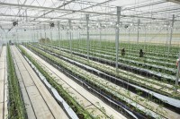 プレミアムミニトマト「ひりょうやさんのトマト」、夏秋栽培の新拠点着工で通年供給へ