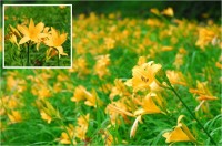 六甲高山植物園でニッコウキスゲが見頃、鮮やかな黄色い花が初夏を彩る