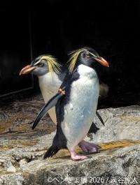 ペンギンと金魚が織りなす夏の癒し空間「ペンぎょ展 2026」開催