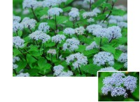 六甲高山植物園で甘い香りのコアジサイが見頃、七十二候とのコラボ展示も開催