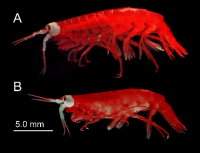 種子島沖の深海で新種のヨコエビ「オオメメダマヨコエビ」を発見