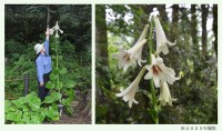 六甲高山植物園で巨大なヒマラヤユリが開花間近、6月下旬まで観賞可能