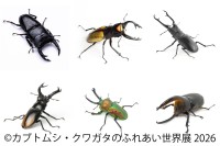 世界のカブトムシ・クワガタと触れ合える「ふれあい世界展 2026」、浅草橋で開催