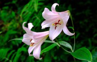 六甲高山植物園で淡いピンクのササユリが開花、七十二候とのコラボ展示も開催