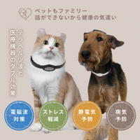 音楽プロデューサーHΛL氏が評価するペット用ネックレス「ZAAP Pemilyネックレス」