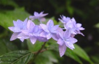 六甲高山植物園で「幻のアジサイ」シチダンカが見頃、「六甲ブルー」の魅力を堪能