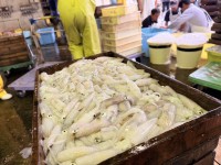 回転寿司「力丸」が夏の旬を味わう「夏の寿司まつり」を開催