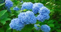 六甲高山植物園で『六甲ブルー』のヒメアジサイが見頃