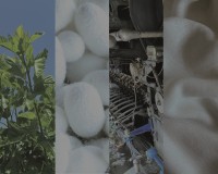 国産シルクを循環型ニットへ、ISILKとリズムが新プロジェクトを開始