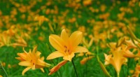 六甲高山植物園でニッコウキスゲが見頃を迎えました
