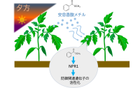 植物の防御反応を活性化する新たな香り成分「安息香酸メチル」を特定