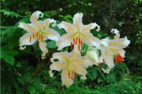六甲高山植物園でユリの女王「ヤマユリ」が見頃に