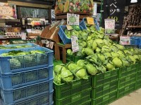 群馬の直売所「上州・村の駅」で8月限定イベント「キャベツパニック」開催