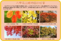 六甲高山植物園で楽しむ秋の紅葉と夜の芸術散歩
