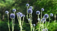 六甲高山植物園で絶滅危惧種「ヒゴタイ」が開花
