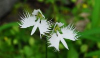 六甲高山植物園でサギソウが開花