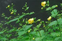 六甲高山植物園で希少な花「キレンゲショウマ」が見頃に