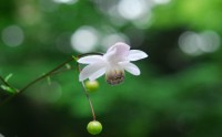 六甲高山植物園でレンゲショウマとキレンゲショウマが見頃