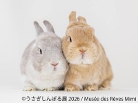 うさぎの祭典「うさぎしんぼる展 2026」開催！10周年を記念した限定企画やグッズが勢揃い