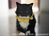 SNSで人気の猫たちが名古屋に集結「ねこ休み展 秋 2026」開催