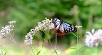 六甲高山植物園で渡りをするチョウ「アサギマダラ」が飛来