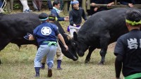 隠岐プラザホテルが誇る「プラザ号」が約40年ぶりに牛突き大会へ復活