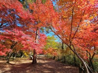 埼玉・嵐山渓谷で紅葉まつり開催