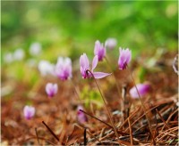 六甲高山植物園で「原種シクラメン展」が開催中