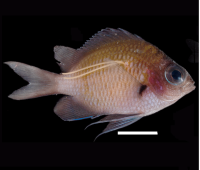 薩南諸島海域で新種の寄生性カイアシ類「スズメノワカシラガ」を発見