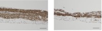 三井化学、細胞培養ブランドInnoCell(R)の新製品Pタイプを発売
