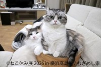 横浜高島屋で「ねこ休み展」と「鼻ぺちゃ展」が同時開催