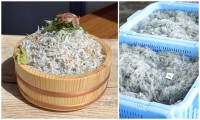 磐田市のかね吉商店で新米食べ放題と釜揚げしらす増量キャンペーン