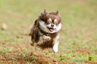 愛犬が全力疾走！30メートル走タイムトライアル撮影会を神奈川と大阪で開催
