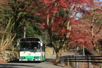 奈良交通、紅葉シーズンの正暦寺へ臨時バスを毎日運行