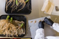 Breakthrough Research Presented in Scientific Reports Demonstrates How Gene-Edited Microbes Offer a New Source of Nitrogen to Farmers