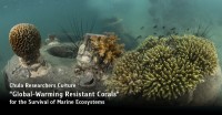 Chula Researchers Culture "Global-Warming Resistant Corals" for the Survival of Marine Ecosystems