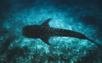 Maldives Launches Tech4Nature Project to Safeguard Iconic Whale Sharks