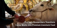 Chula Researchers Transform Cocoa Waste into Premium Livestock Feed