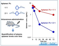 味の素株式会社と株式会社リボミック、核酸アプタマーの薬物動態延長に関する共同研究で成功