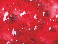 Jungbunzlauer、IFT First 2025で新しいTayaGel® LAを発売し、テクスチャライザーのポートフォリオを強化