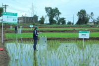 Good Rice Alliance、BeZero Carbonによる事前評価で上位四分位の「Ae」を獲得