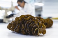 海藻エキスが前立腺の症状を緩和することが判明