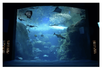 【魚のケガはどうやって治す？】ニチバンが新江ノ島水族館で親子向けのケガセミナーを開催