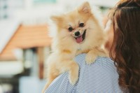 「もっと一緒に過ごせばよかった」その前に　犬との日常と別れを見つめ直す飼い主調査