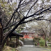 下田ロープウェイ × 伊豆急行「リゾート21」、コラボ限定トートと楽しむ寝姿山散策