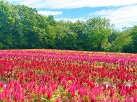 埼玉 国営武蔵丘陵 森林公園 の羽毛ゲイトウ40万本が見ごろ！ 10月はコリウスや赤ソバも色鮮やかに　10/11～11/26 土日祝は森のハロウィンナイトも GOOD♪