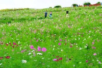 茨城県 国営ひたち海浜公園は 10/14～10/27 ごろコスモスが見ごろ！ センセーションを増やして真っ赤なコキアとの共演も実現