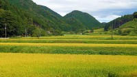 世界農業遺産 島根県 奥出雲の棚田が育む食の旅へ　仁多米 比田米 神楽米 2025新米を 奥出雲 NAORAI で販売　いまこそ木次線に乗って現地で味わうのも◎