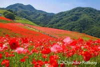 埼玉県 皆野町 東秩父村「天空のポピー」を観に秩父鉄道で行こう☆ 標高600m 秩父高原牧場にまっ赤なポピー1200万本の絶景へ♪　5/21～6/7　9～17時 開園